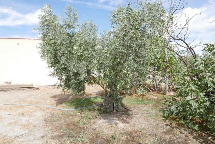Image No.21-Propriété de 1 chambre à vendre à Baza