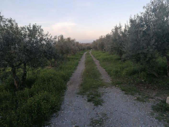 Image No.21-Propriété de 3 chambres à vendre à Baza