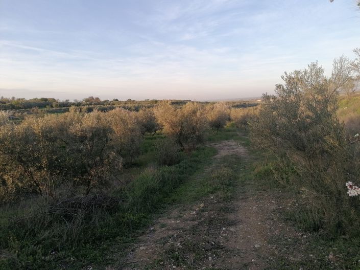 Image No.22-Propriété de 3 chambres à vendre à Baza