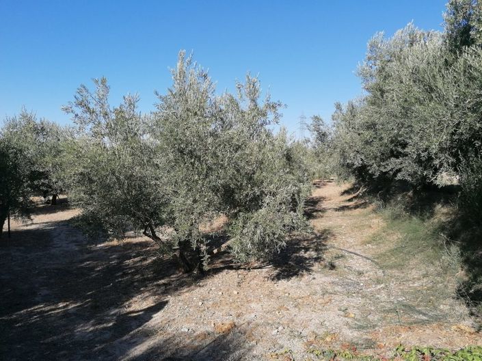 Image No.18-Propriété de 1 chambre à vendre à Baza