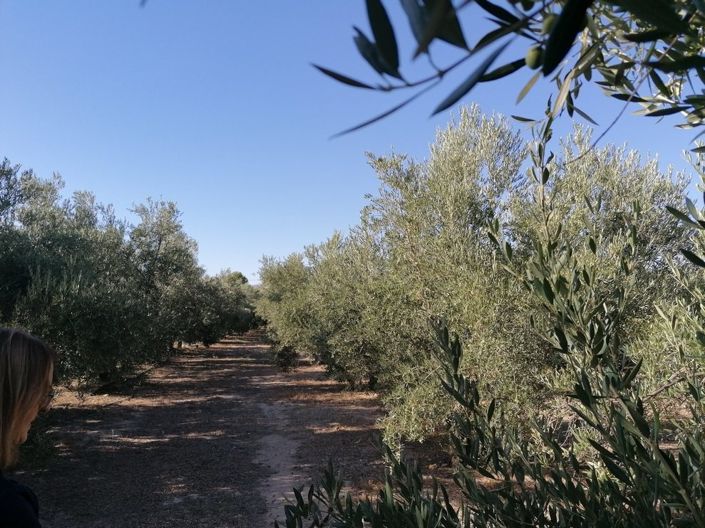 Image No.19-Propriété de 1 chambre à vendre à Baza