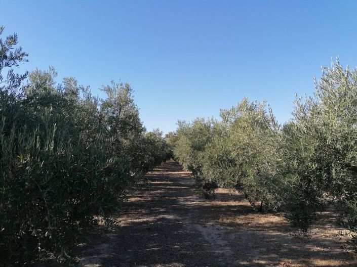 Image No.20-Propriété de 1 chambre à vendre à Baza