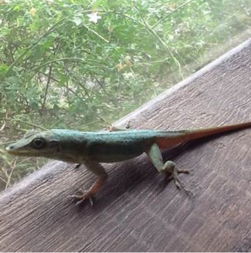 Image No.3-Un hôtel de 8 chambres à vendre à Saint Andrew