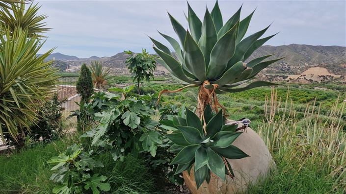 Image No.36-4 Bed Villa for sale