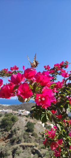 Image No.18-Appartement de 2 chambres à vendre à Mojacar