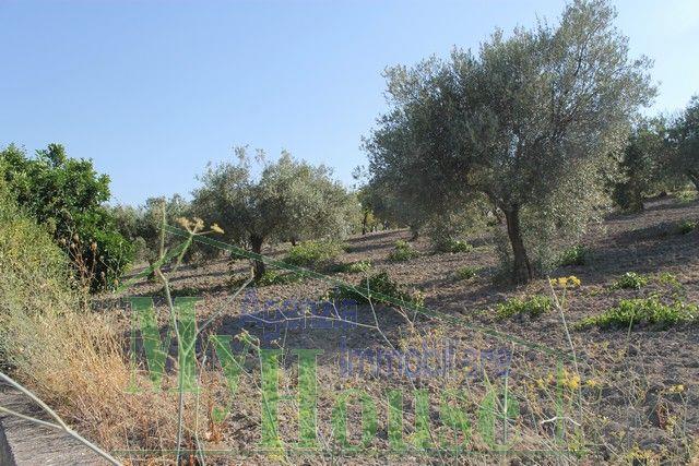 Image No.7-Villa de 3 chambres à vendre à Alessandria della Rocca