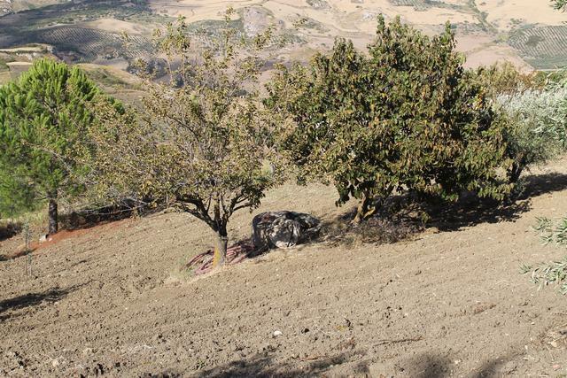Image No.27-Villa de 3 chambres à vendre à Cianciana