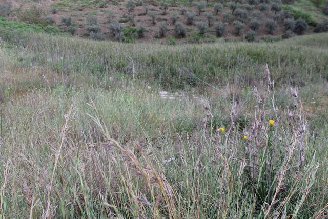 Image No.2-Terre à vendre à Cianciana