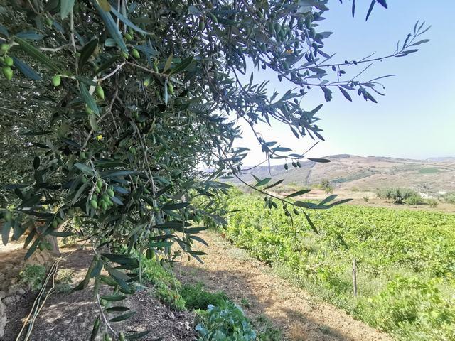 Image No.10-Villa de 2 chambres à vendre à Cianciana