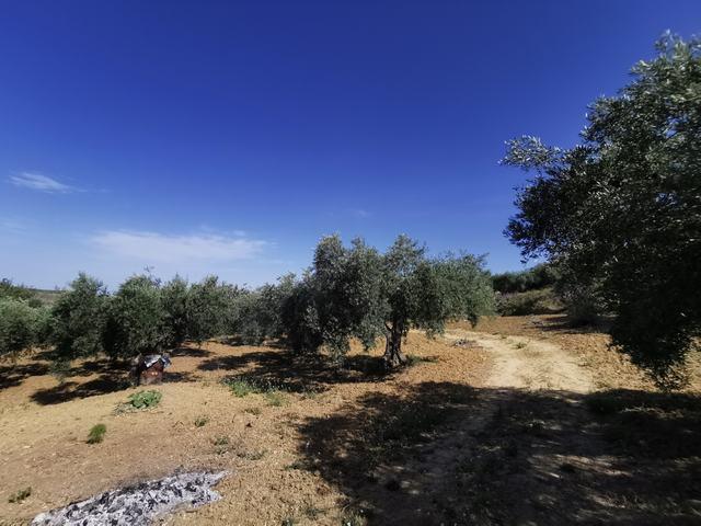 Image No.12-Villa de 2 chambres à vendre à Cianciana