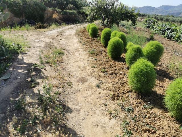 Image No.24-Villa de 2 chambres à vendre à Cianciana