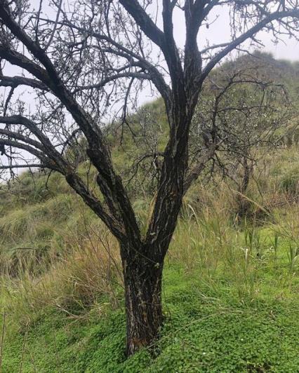 Image No.5-Maison / Villa de 1 chambre à vendre à Cianciana