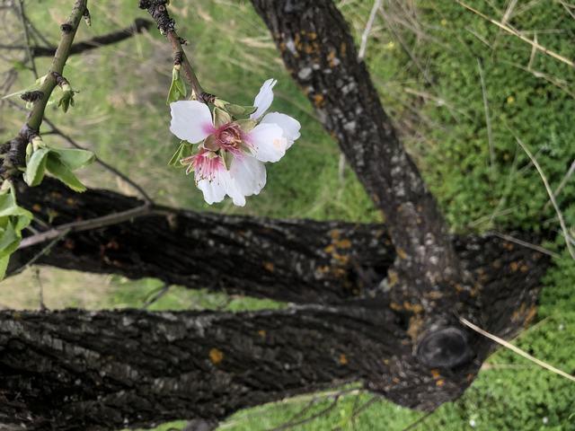 Image No.16-Maison / Villa de 1 chambre à vendre à Cianciana