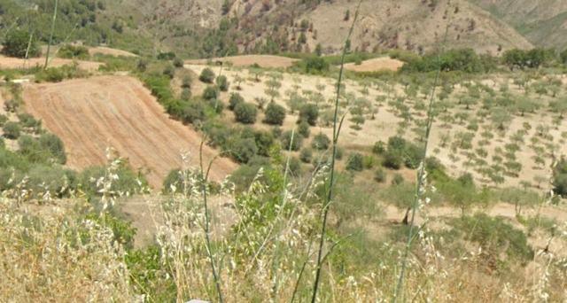 Image No.9-Terre à vendre à Alessandria della Rocca