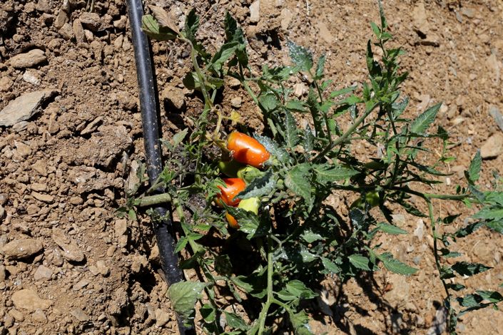 Image No.53-Villa de 11 chambres à vendre à Achlada