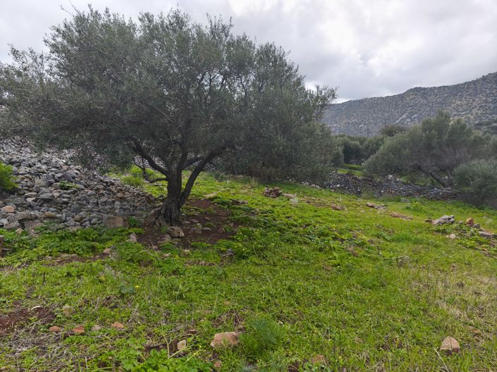 Image No.1-Terre à vendre à Lasithi