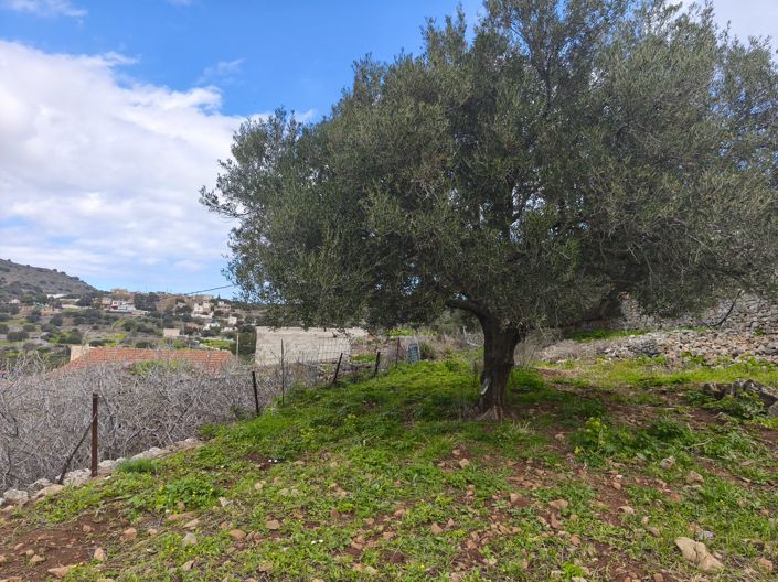 Image No.7-Terre à vendre à Kato Pine