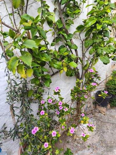 Image No.16-1 Bed House for sale