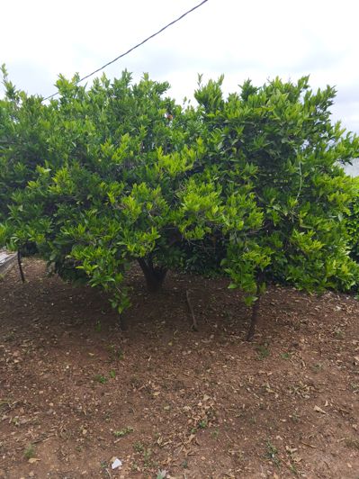 Image No.21-3 Bed House for sale