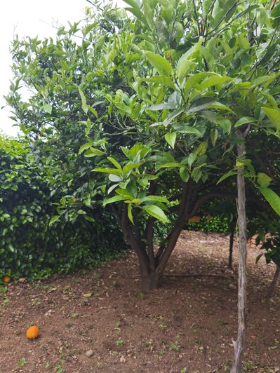 Image No.68-3 Bed House for sale