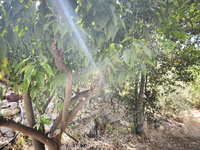 Image No.12-Maison à vendre à Kalo Chorio