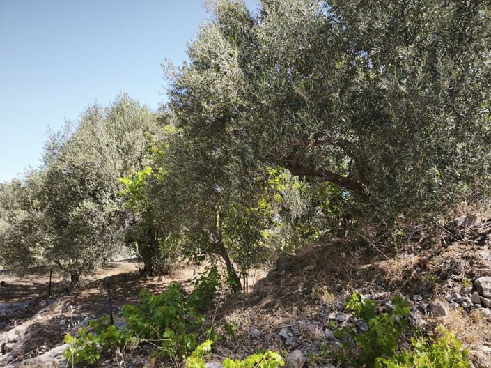 Image No.17-Maison à vendre à Kalo Chorio