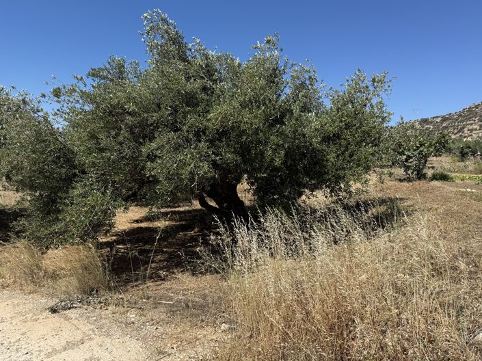 Image No.2-Propriété à vendre à Lasithi