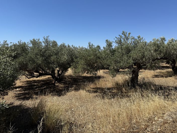 Image No.4-Propriété à vendre à Lasithi