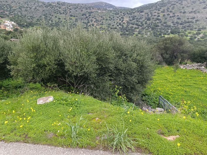 Image No.10-Terre à vendre à Kato Pine