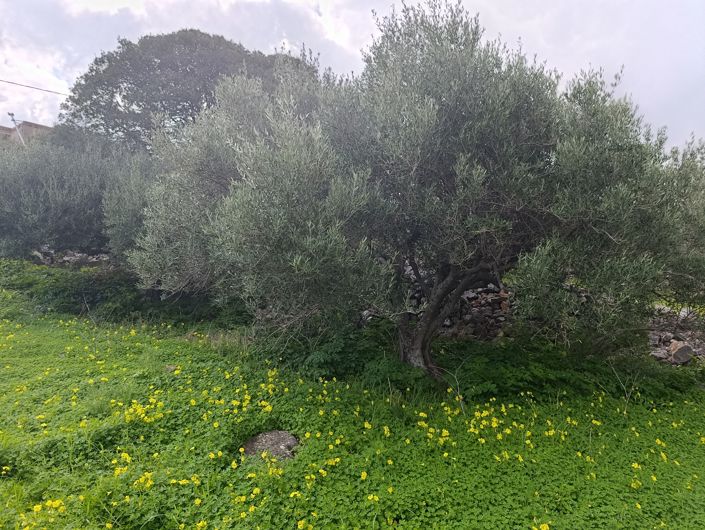 Image No.2-Terre à vendre à Kato Pine