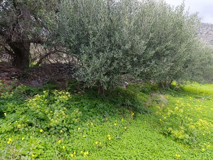 Image No.6-Terre à vendre à Kato Pine