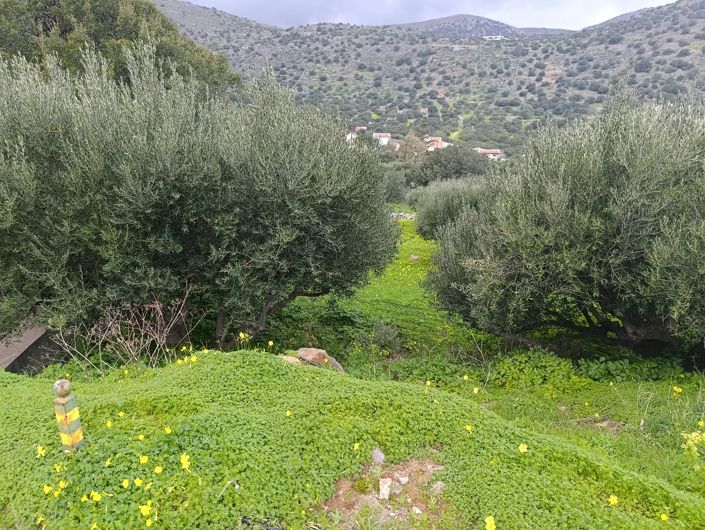 Image No.9-Terre à vendre à Kato Pine