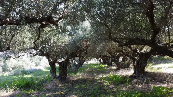 Image No.7-Land for sale