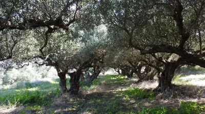 plot-for-sale-in-piperiana-19