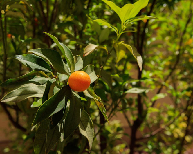 Image No.8-4 Bed Villa for sale