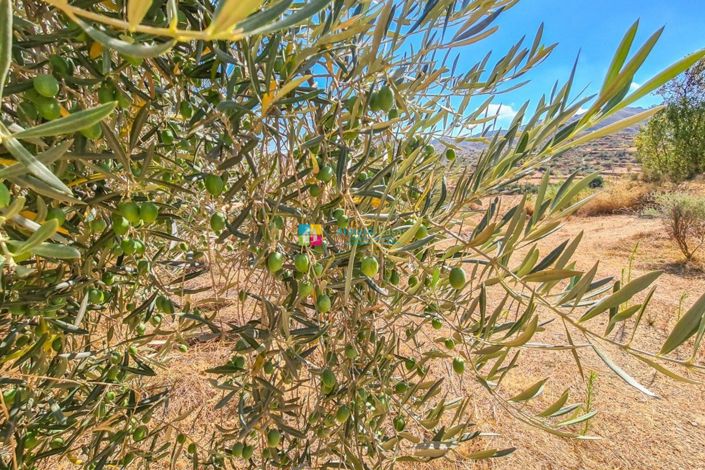 Image No.34-4 Bed Country House for sale