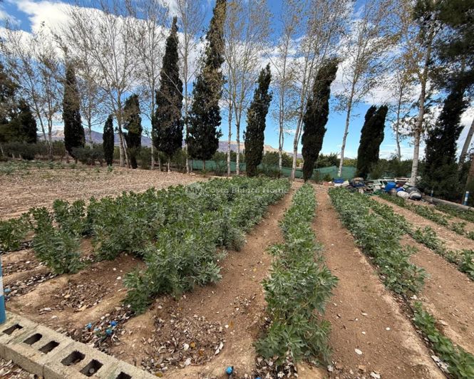 Image No.32-Maison de campagne de 3 chambres à vendre à Crevillente