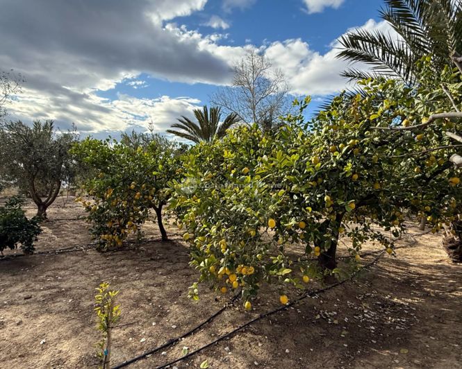 Image No.46-Maison de campagne de 3 chambres à vendre à Crevillente