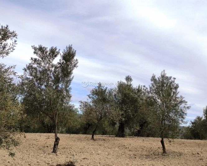 Image No.3-Propriété à vendre à Penáguila