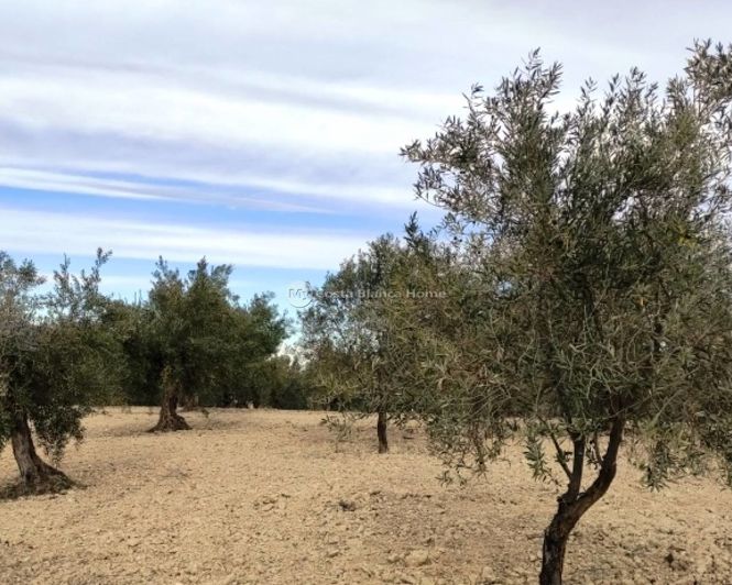 Image No.4-Propriété à vendre à Penáguila