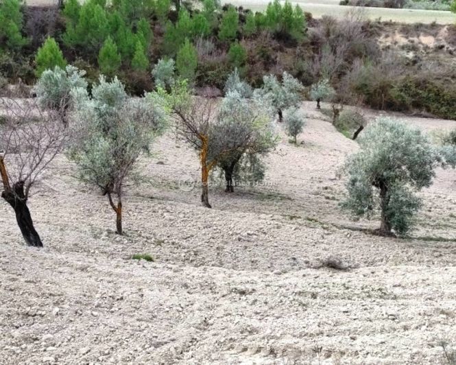 Image No.5-Propriété à vendre à Penáguila