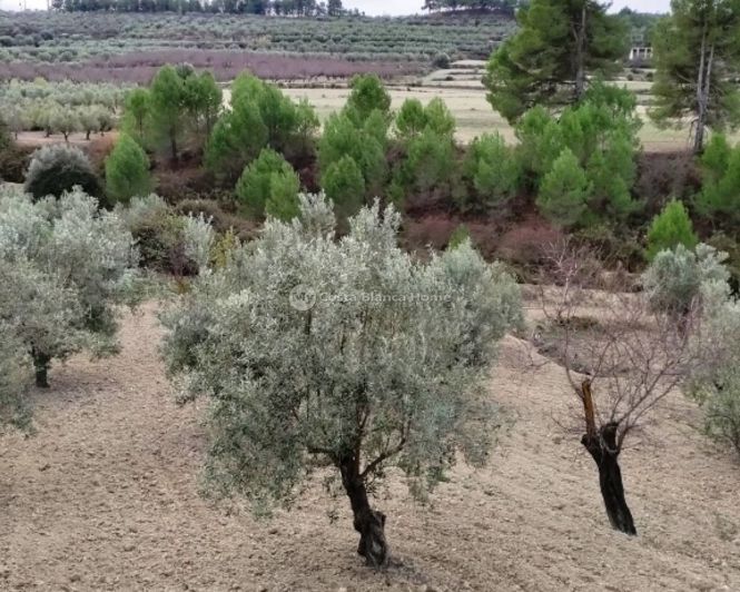 Image No.6-Propriété à vendre à Penáguila