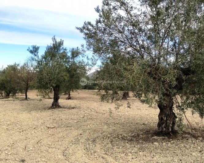 Image No.8-Propriété à vendre à Penáguila