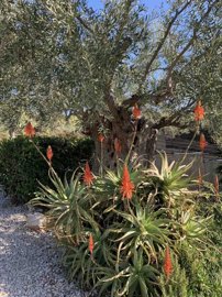 Photo 4 - Cottage 340 m² in Peloponnese