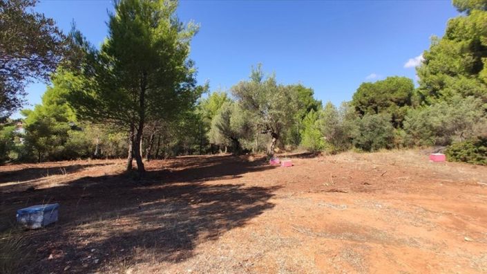 Image No.3-Terre à vendre à Halkidiki