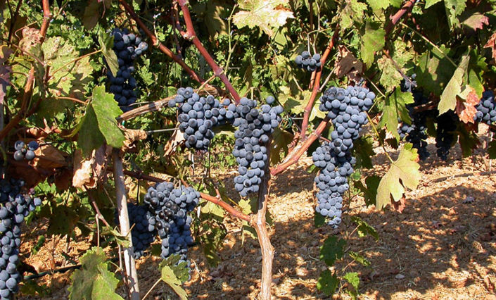 Image No.8-Land for sale