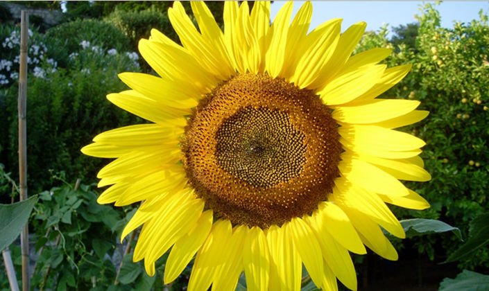 Image No.9-Land for sale