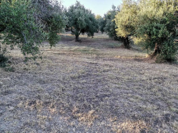 Photo 10 - Land 0 m² in Peloponnisos