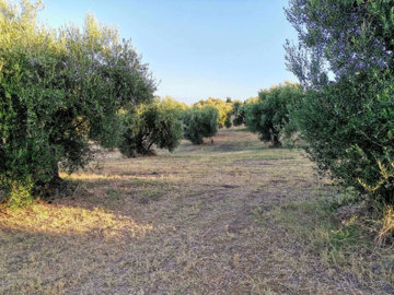 Photo 5 - Land 0 m² in Peloponnisos