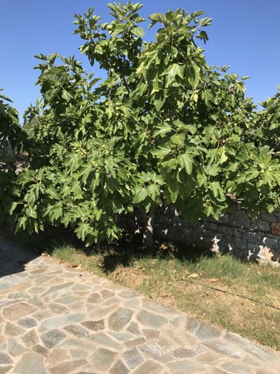 Image No.10-Propriété de 3 chambres à vendre à Stoupa